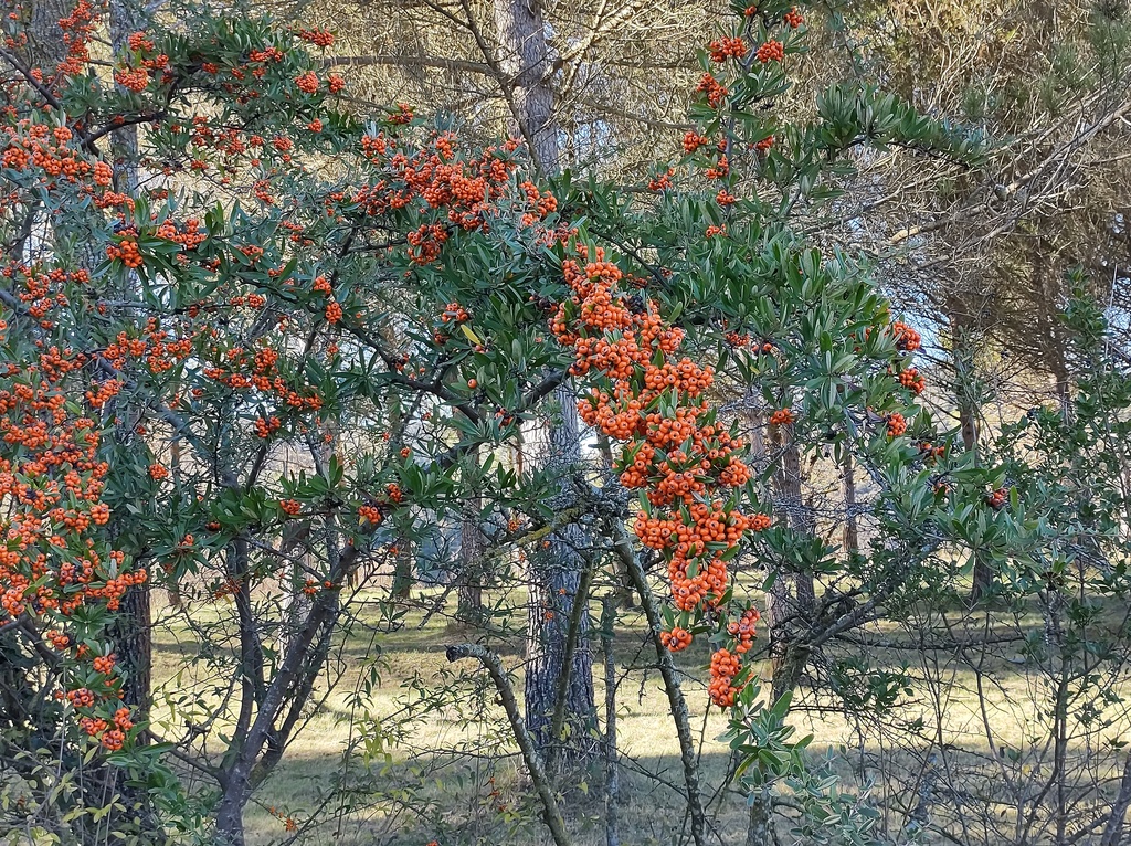 No s'ha trobat l'arxiu